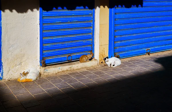 Street Cats Essaouria Por Mañana Temprano Bazar — Foto de Stock