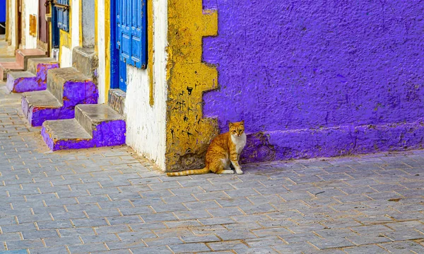Gato Calle Sentado Frente Pared Casa Color Essaouira Marruecos — Foto de Stock