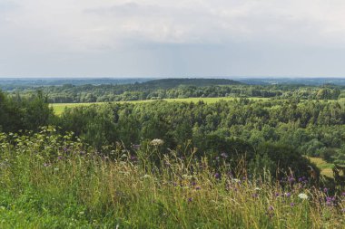 Litvanya 'nın doğa manzarası. Çarpıcı yeşil ve orman manzarası