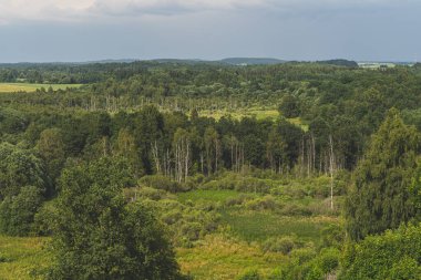 Litvanya 'nın doğa manzarası. Çarpıcı yeşil ve orman manzarası