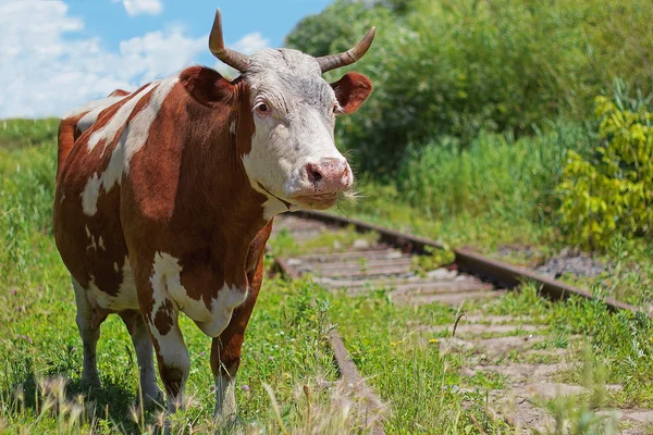 Vaca y ferrocarril —  Fotos de Stock