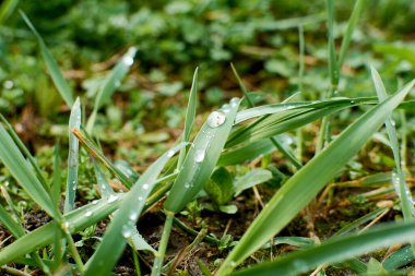 Sabahın erken saatlerinde su damlaları ile taze, kalın çimlere yakın.