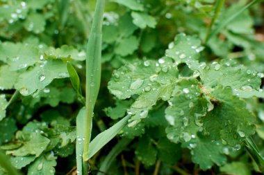 Sabahın erken saatlerinde su damlaları ile taze, kalın çimlere yakın.