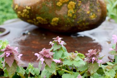 Yüksek yeşil çimlerde büyük bir taş Rüzgarlı bir günde