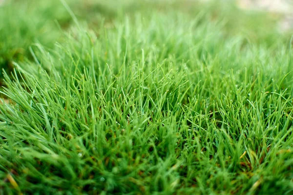 Primer Plano Hierba Fresca Espesa Con Gotas Agua Por Mañana — Foto de Stock