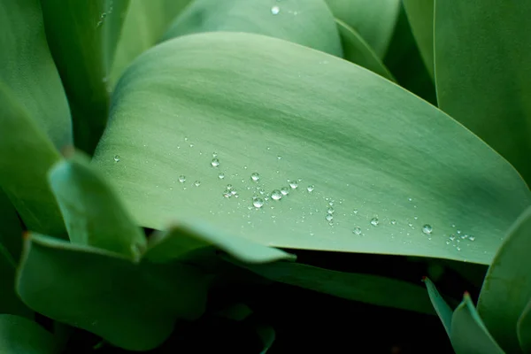 Drop Dew Morning Leaf Sun Light — Stock Photo, Image