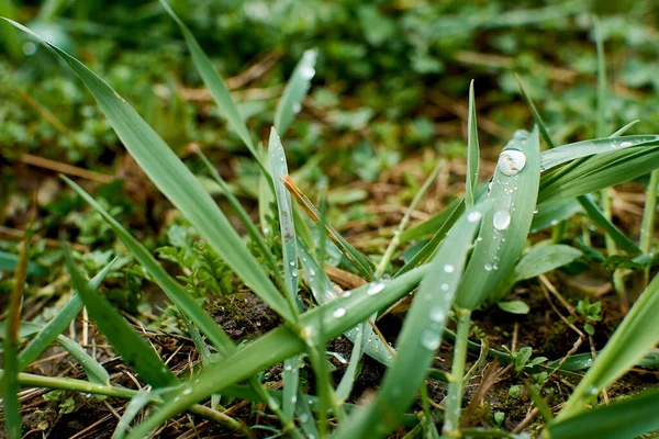 早朝に水が落ちる新鮮な厚草の閉鎖 — ストック写真