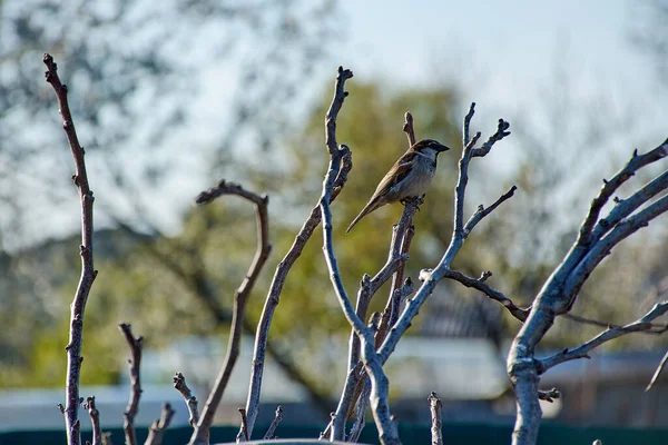 Serçe Kuş Ağaç Dalına Tünemiş House Sparrow Erkek Ötücü Kuşu — Stok fotoğraf