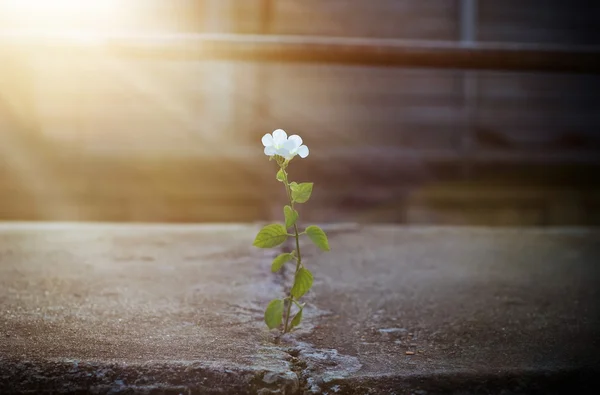 Flor branca crescendo na rua crack em raio de sol, foco suave — Fotografia de Stock