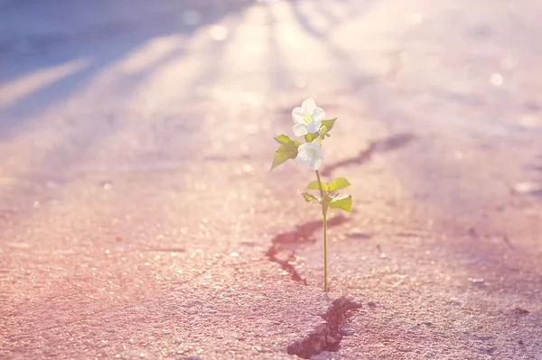 Abstract pastel color tone of white flower growing on crack street — Stock Photo, Image