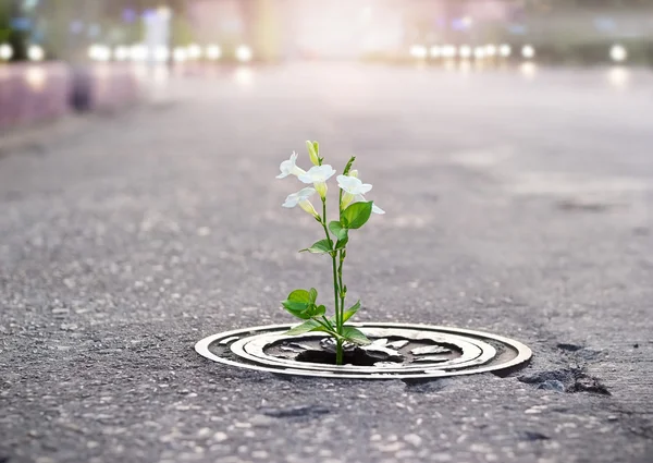 White flowers growing on crack street, soft focus, blank text — Stock Photo, Image