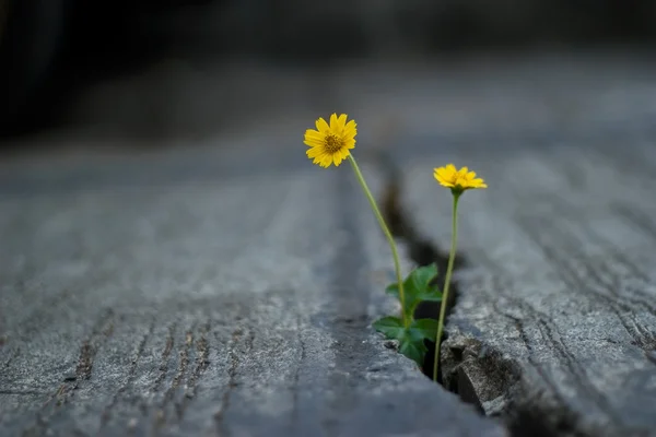 Flores amarelas na rua de cimento rachado — Fotografia de Stock