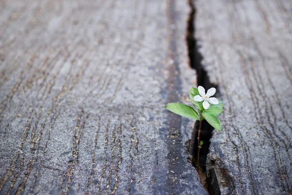 White flower growing on crack street, soft focus, blank text — Stock Photo, Image