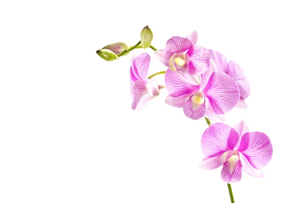 Tropikal pembe çizgili orkide çiçek beyaz arka plan izole — Stok fotoğraf