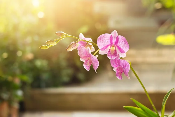 Tropikal pembe orkide Çiçek Bahçe arka plan üzerinde çizgili. — Stok fotoğraf