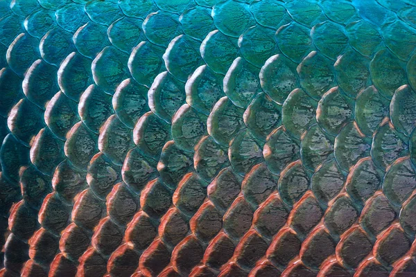 Fischschuppen-Textur für Hintergrund, buntes Konzept — Stockfoto