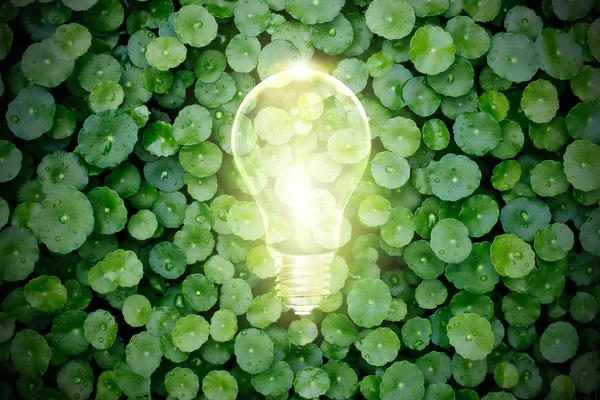 Лампочка загорается на зеленом заводе, экологическая концепция — стоковое фото