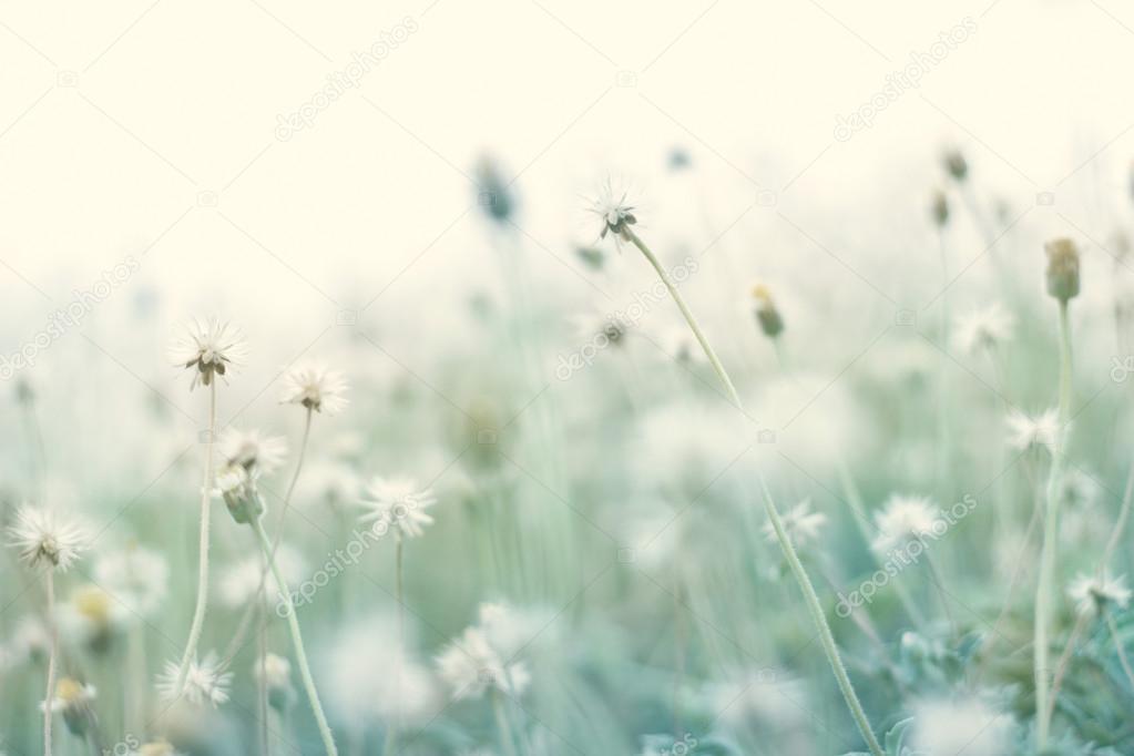 Summer abstract pastel color nature background with dry flower in the  meadow Stock Photo by ©ipopba 112539878