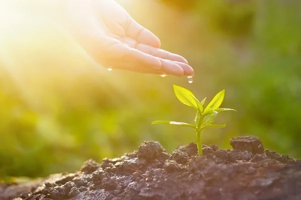 Mão nutrir e regar plantas jovens sobre luz do sol natureza fundo — Fotografia de Stock