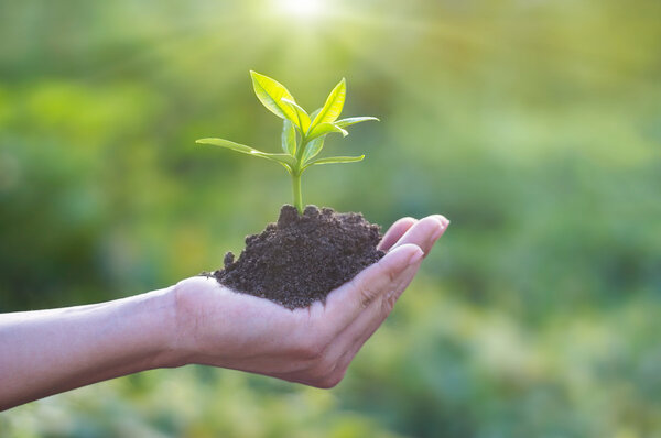 Human hand holding young plant with soil on nature background