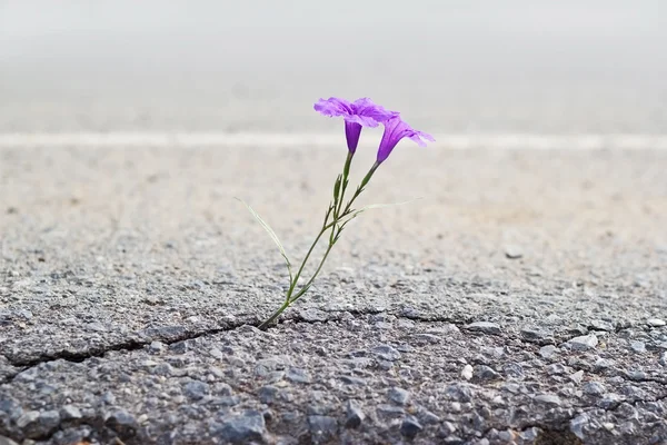 Μωβ λουλούδι αυξάνεται σε ρωγμή δρόμο, μαλακή εστίαση — Φωτογραφία Αρχείου