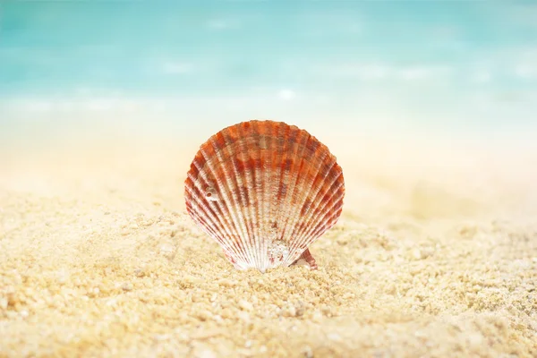 Shell na areia praia verão fundo — Fotografia de Stock