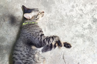 Grunge kat arka plan üzerinde uyuyan kedi