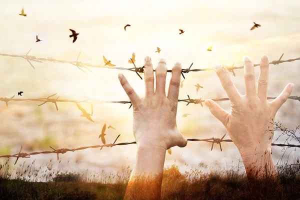 Hands of wire prison with bird flying on sunset sky background — Stock Photo, Image