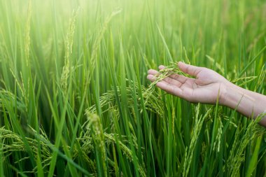 Kadın el şefkatle paddy alan genç bir pirinç dokunmadan