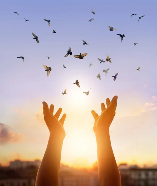 Mujer rezando y pájaro libre disfrutando de la naturaleza sobre fondo del atardecer —  Fotos de Stock