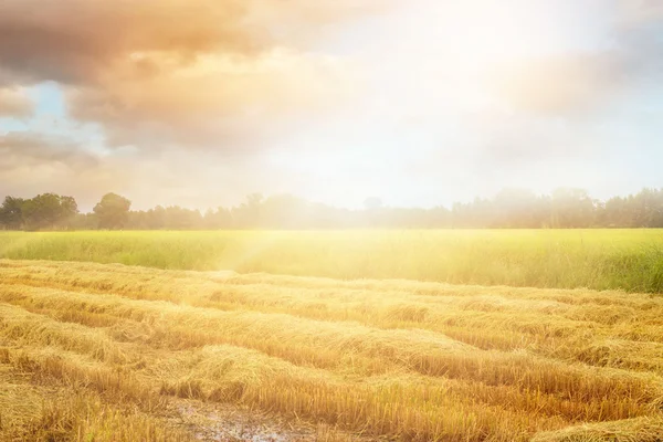 Sawa na de oogst en sommige nog steeds opgroeien in de ochtend — Stockfoto