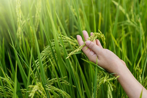Die Hand einer Frau berührt zärtlich einen jungen Reis im Reisfeld — Stockfoto
