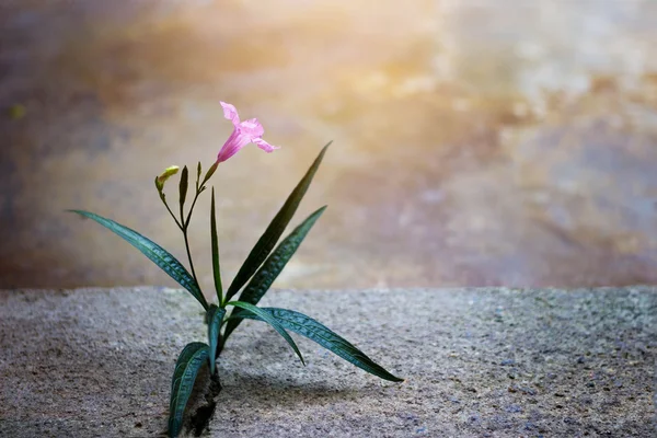 Pembe çiçek büyüyen çatlamak sokak, yumuşak odak, boş metin — Stok fotoğraf