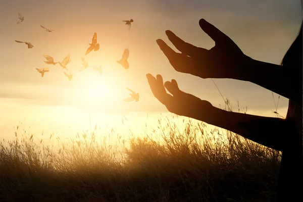 Woman praying and free bird enjoying nature on sunset background — Stock Photo, Image