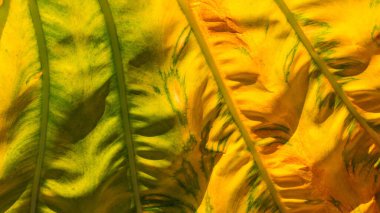 Yazın Bon yaprağı renginde, arka planda yapraklar üzerinde doku ve grunge