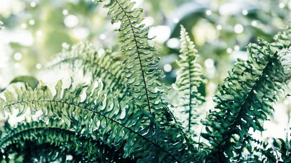 Planta Verde Tropical Folhas Verdes Para Fundo — Fotografia de Stock