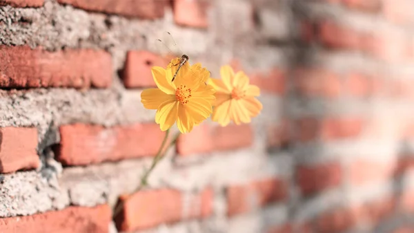 Arka Plan Için Çatlak Duvar Tuğlasında Sarı Çiçekler — Stok fotoğraf