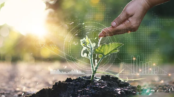 İş büyümesi konsepti, ticaretin el ve grafik büyümesi, hisse senedi kârları ve yatırımları, strateji ve başarılı planlama ile gençleri sulayan adam..