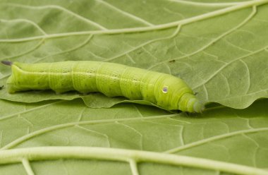Yaprak yürüyüşte solucan