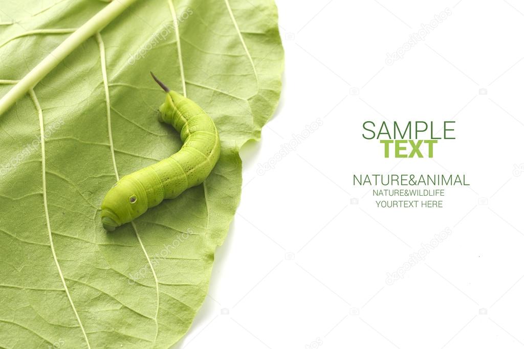 Worm walk on leaf isolated on white background with sample text