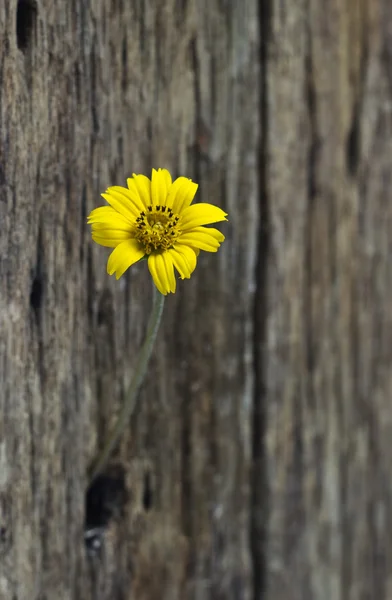 Fleur jaune dans le trou vieille clôture en bois — Photo