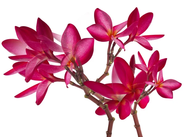 Beyaz arka planda izole kırmızı frangipani çiçeği — Stok fotoğraf