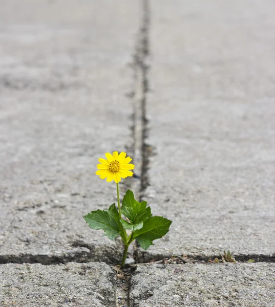 Beautiful flower growing on crack street — Stock Photo, Image