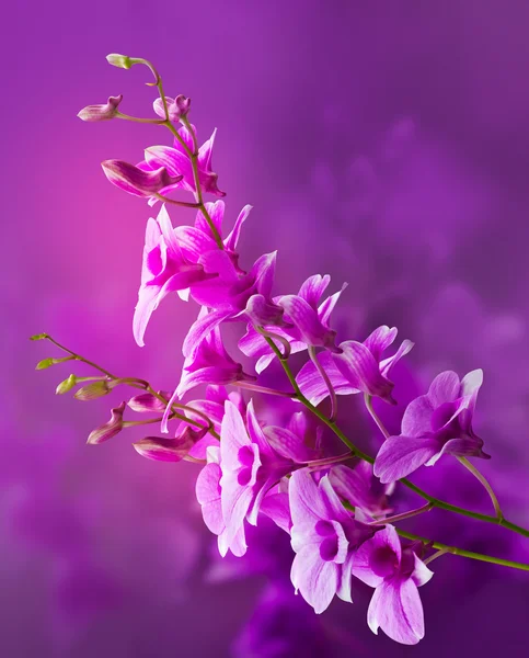 Renkli mor orkideler, çiçek canlı kavramı — Stok fotoğraf