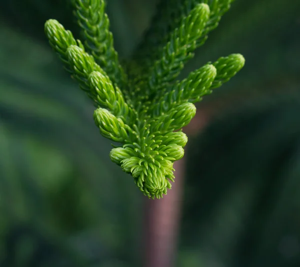 Exotische tropische Farne Blatt, Natur Hintergrund — Stockfoto