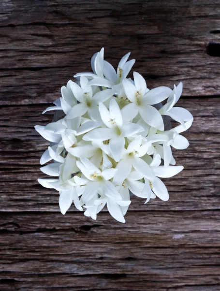 Indiska cork tree bukett, vit blomma i glas på trä bakgrund — Stockfoto