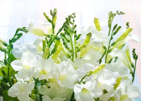 Pastel arka plan üzerinde beyaz çiçekler — Stok fotoğraf