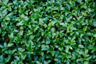 arkaplan için yeşil yaprak dokusu