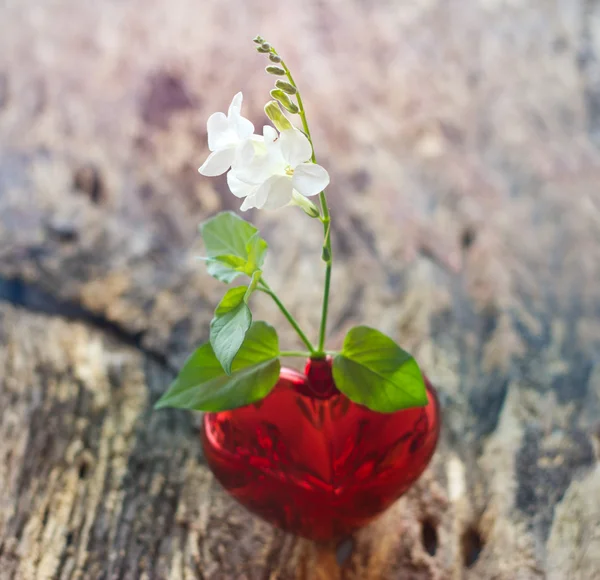 White flowers in heart symbol and pastel color on wooden background — Stock Photo, Image