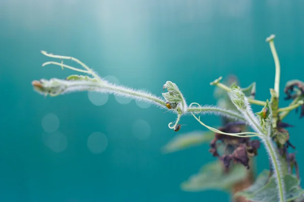 Bug manger une feuille de plante, doux et flou — Photo